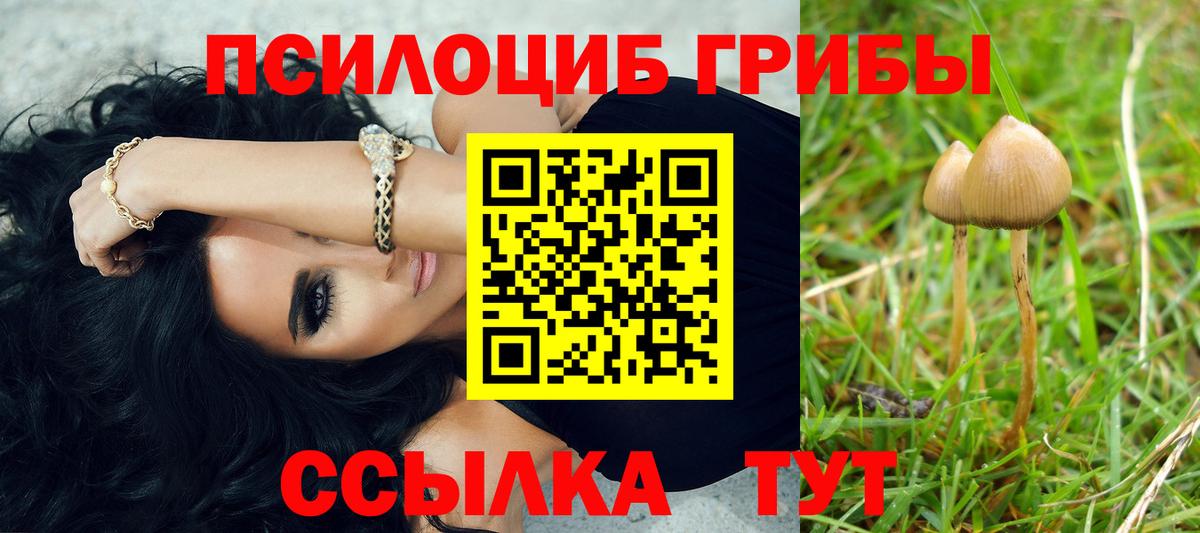 Псилоцибиновые грибы Psilocybine cubensis Звенигород